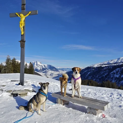 Tierschutzhunde im Schnee
