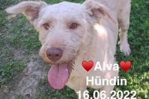 Alva Alva