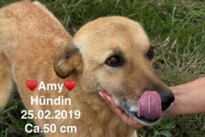 Amy Amy