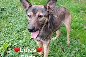 Linus Linus