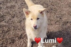 Lumi Lumi