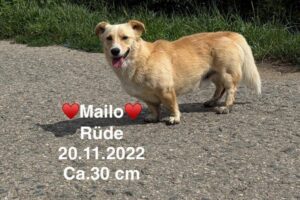 Mailo Mailo