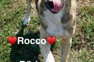 Rocco Rocco