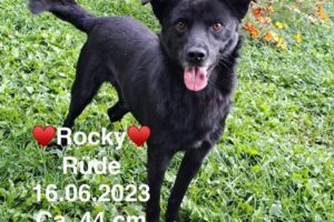 Rocky Rocky