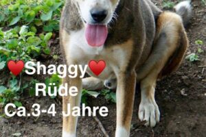 Shaggy Shaggy
