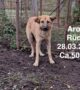 Aron sucht seinen Futterpaten