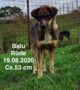 Balu sucht seinen Futterpaten