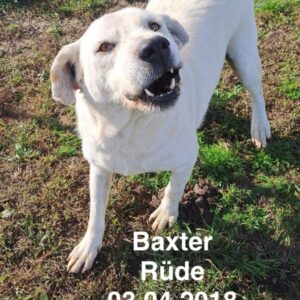 Baxter Baxter