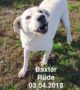 Baxter sucht seinen Futterpaten