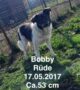Bobby sucht seinen Futterpaten