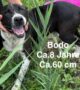 Bodo sucht seinen Futterpaten