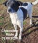 Chiccolino sucht seinen Futterpaten