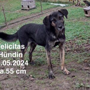 Felicitas Felicitas