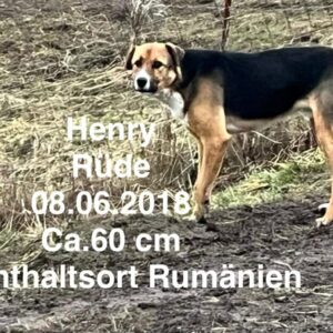 Henry Henry