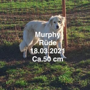 Murphy Murphy