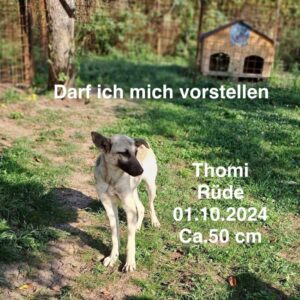 Thomi Thomi