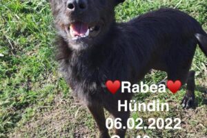 Rabea Rabea