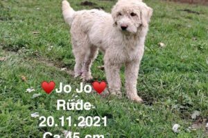 Jo Jo Jo Jo
