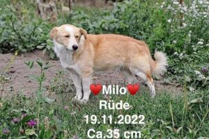 Milo Milo